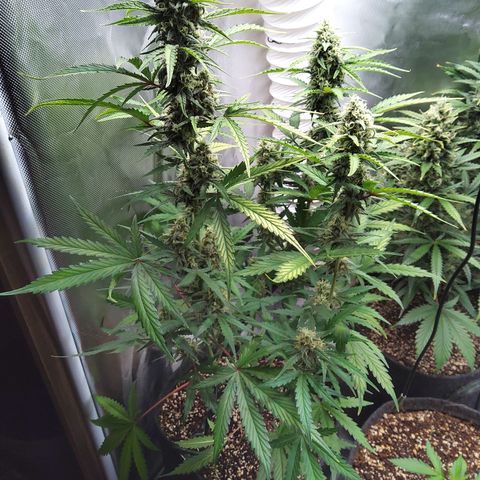Amnesia Zkittles Auto growlog timeline photo