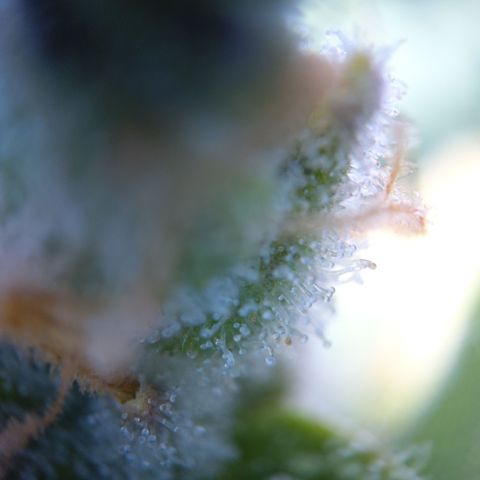 Zandra (Z-Up Auto) growlog timeline photo