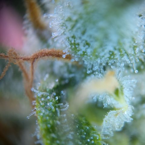 Zandra (Z-Up Auto) growlog timeline photo