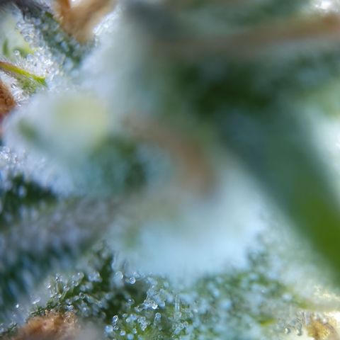 Amnesia Zkittles Auto growlog timeline photo