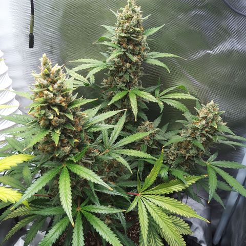 Zandra (Z-Up Auto) growlog timeline photo