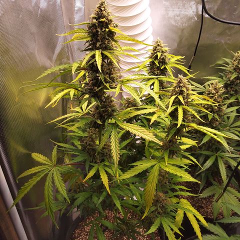 Amnesia Zkittles Auto growlog timeline photo