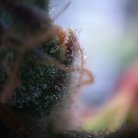 Zandra (Z-Up Auto) growlog timeline photo