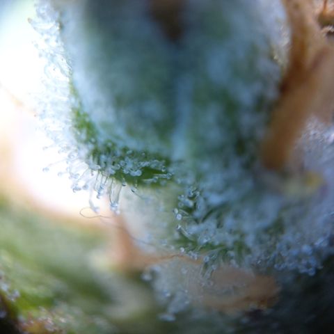 Zandra (Z-Up Auto) growlog timeline photo