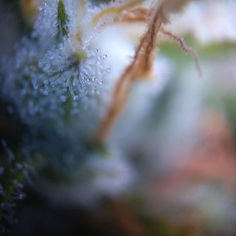 Zandra (Z-Up Auto) growlog timeline photo