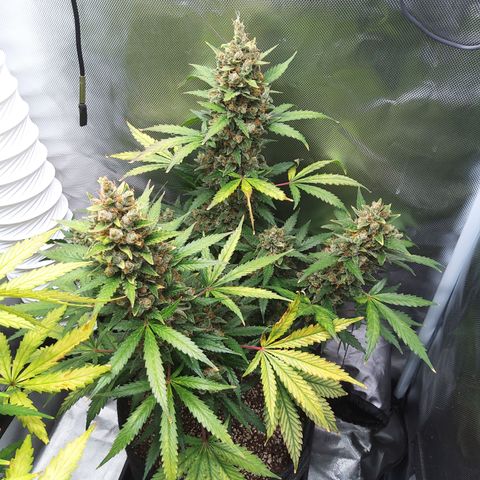 Zandra (Z-Up Auto) growlog timeline photo