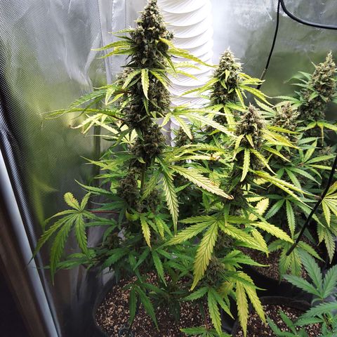 Amnesia Zkittles Auto growlog timeline photo