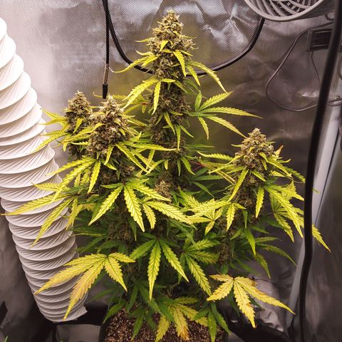 Amnesia Zkittles Auto growlog timeline photo