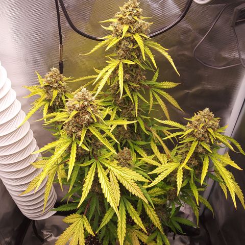 Amnesia Zkittles Auto growlog timeline photo