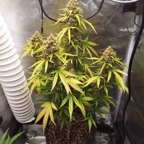 Amnesia Zkittles Auto growlog timeline photo