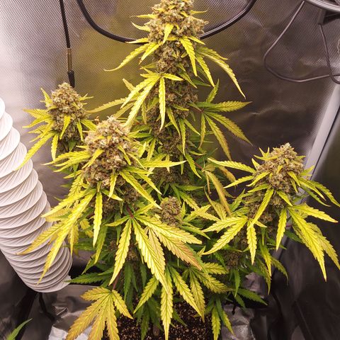 Amnesia Zkittles Auto growlog timeline photo