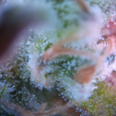 Amnesia Zkittles Auto growlog timeline photo