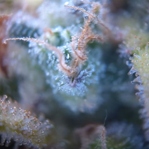 Amnesia Zkittles Auto growlog timeline photo