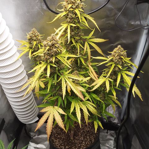 Amnesia Zkittles Auto growlog timeline photo