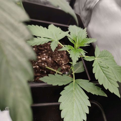 Purple Sunset Auto growlog timeline photo