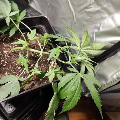 Purple Sunset Auto growlog timeline photo
