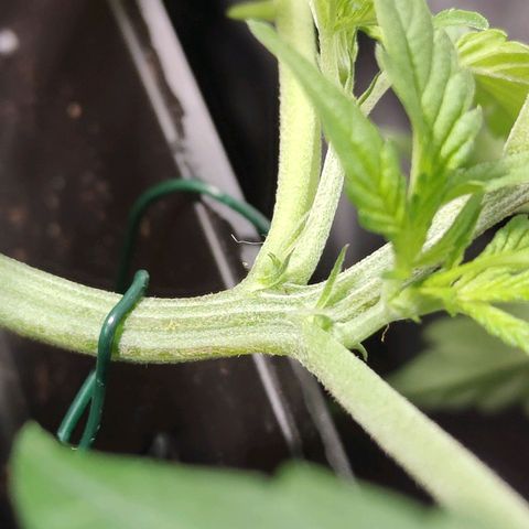 Purple Sunset Auto growlog timeline photo