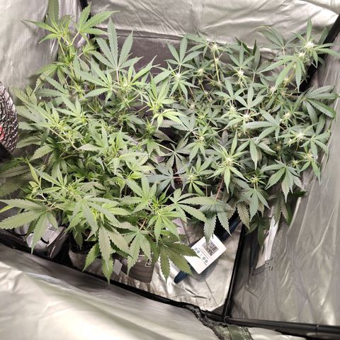 Purple Sunset Auto growlog timeline photo