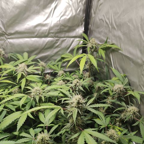Purple Sunset Auto growlog timeline photo
