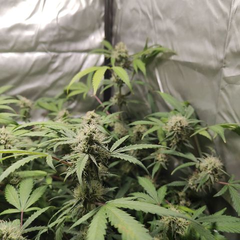 Purple Sunset Auto growlog timeline photo