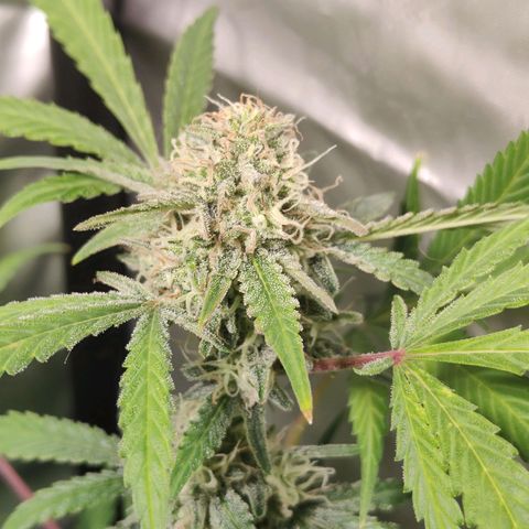 Purple Sunset Auto growlog timeline photo