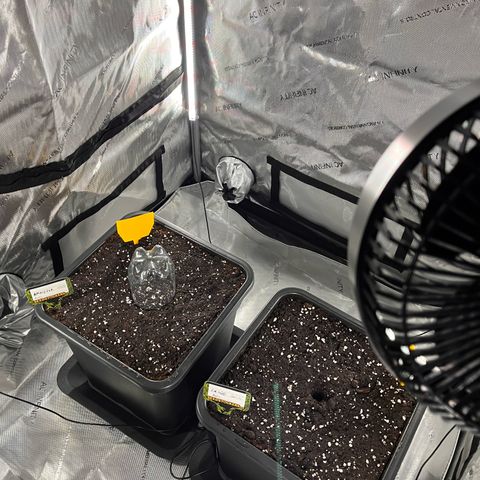 Amnesia Haze X Auto Haze growlog timeline photo