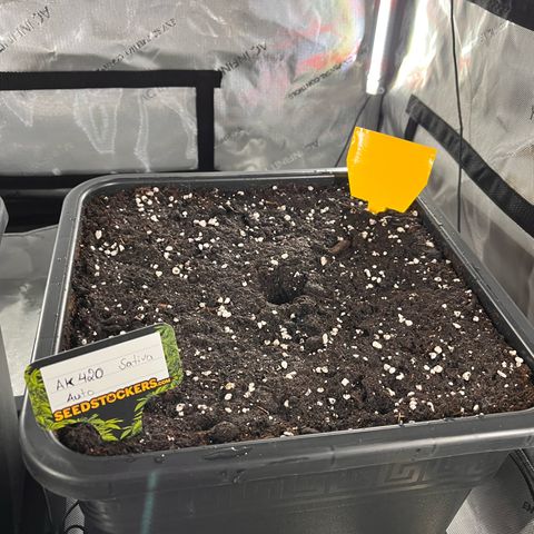 Amnesia Haze X Auto Haze growlog timeline photo