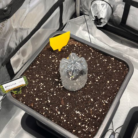 Amnesia Haze X Auto Haze growlog timeline photo