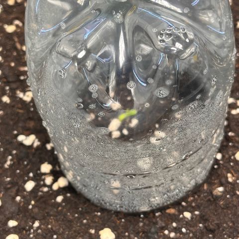 Amnesia Haze X Auto Haze growlog timeline photo