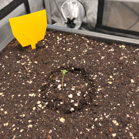 Amnesia Haze X Auto Haze growlog timeline photo