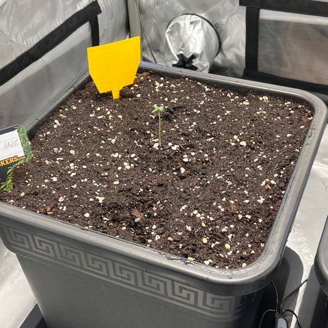 Amnesia Haze X Auto Haze growlog timeline photo