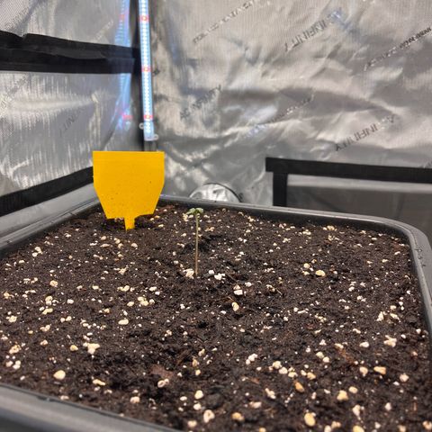 Amnesia Haze X Auto Haze growlog timeline photo