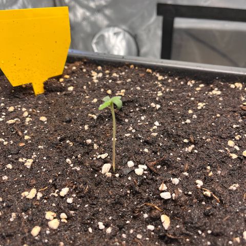 Amnesia Haze X Auto Haze growlog timeline photo
