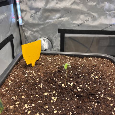 Amnesia Haze X Auto Haze growlog timeline photo