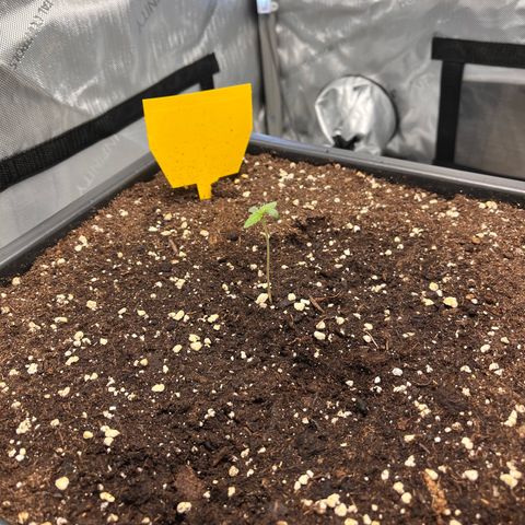 Amnesia Haze X Auto Haze growlog timeline photo