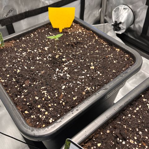 Amnesia Haze X Auto Haze growlog timeline photo
