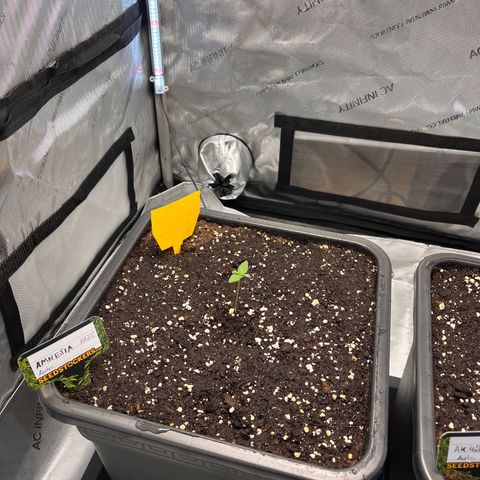Amnesia Haze X Auto Haze growlog timeline photo