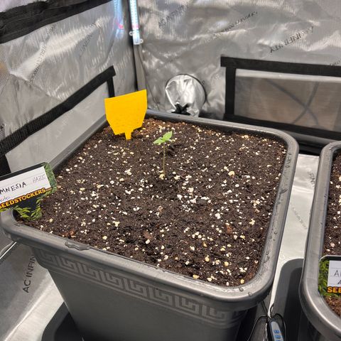Amnesia Haze X Auto Haze growlog timeline photo