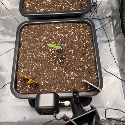 Amnesia Haze X Auto Haze growlog timeline photo