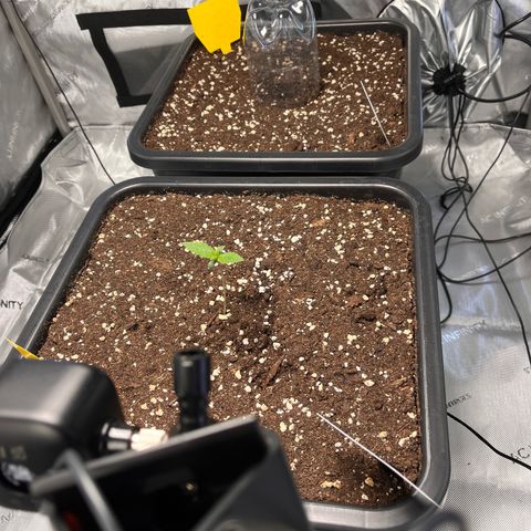 Amnesia Haze X Auto Haze growlog timeline photo