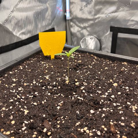 Amnesia Haze X Auto Haze growlog timeline photo