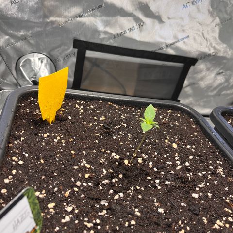 Amnesia Haze X Auto Haze growlog timeline photo