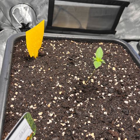 Amnesia Haze X Auto Haze growlog timeline photo