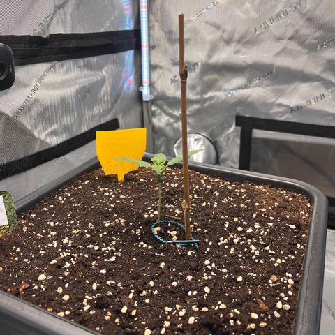 Amnesia Haze X Auto Haze growlog timeline photo