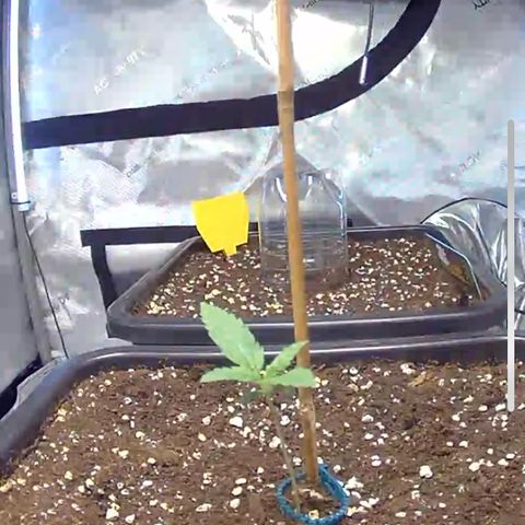 Amnesia Haze X Auto Haze growlog timeline photo