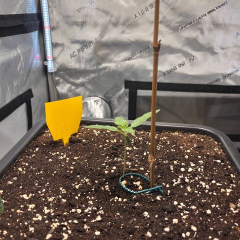 Amnesia Haze X Auto Haze growlog timeline photo