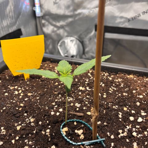 Amnesia Haze X Auto Haze growlog timeline photo