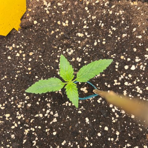 Amnesia Haze X Auto Haze growlog timeline photo