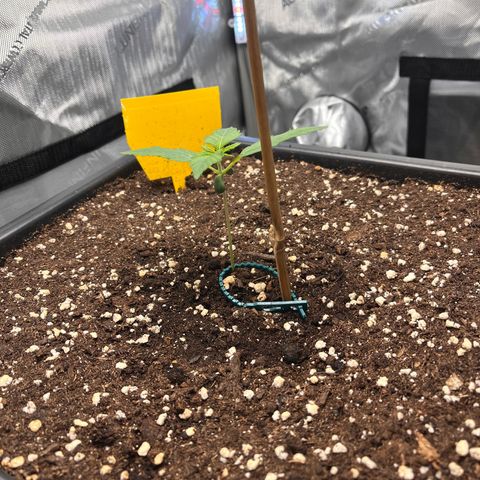 Amnesia Haze X Auto Haze growlog timeline photo