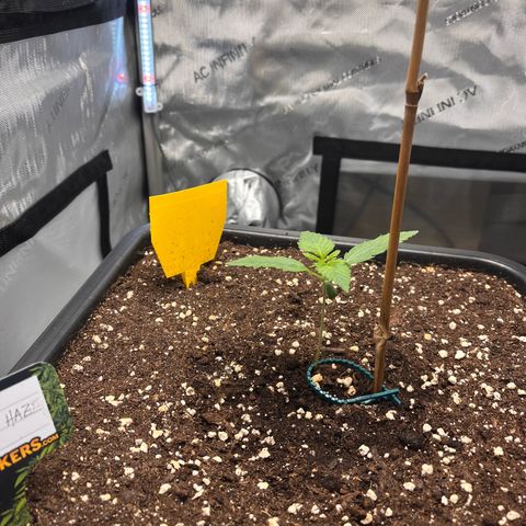 Amnesia Haze X Auto Haze growlog timeline photo